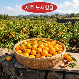 제주 노지감귤 랜덤과 5kg