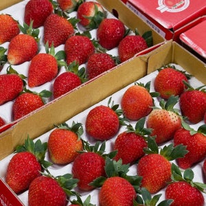 여름 생딸기 250g~300g