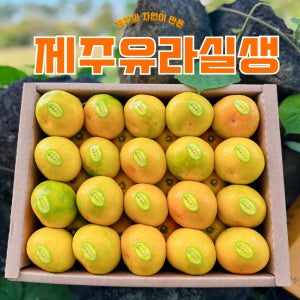 [우리뜰농산] 제주 유라실생 하우스 감귤3kg