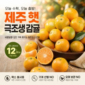 소소한귤밭 새로운 농장 첫수확의 기쁨. 자연 그대의 맛과 향기를 담은 극조생감귤 10kg