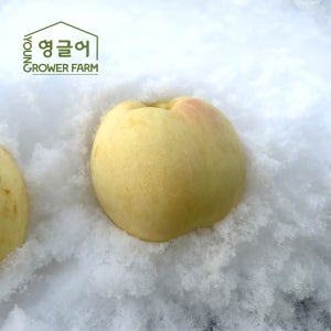 설아복숭아 4kg(17-20과) [소과] 산지직송 쫀득 달콤 고당도 첫눈 겨울 설도 설리 설아 복숭아 4kg, 1개