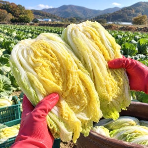 [영신내추럴] 절임배추 20kg, 1개