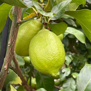 생레몬 혼합과, 5kg, 1개