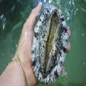 완도전복 특대 왕전복 1kg 5~6미 선물포장