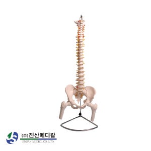 인체모형 척추 모형 교육 실습 교구 교육용 실습용