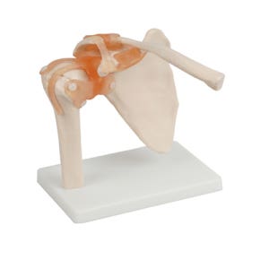 인체모형 어깨 관절 모형 교육 실습 교구 교육용 실습용