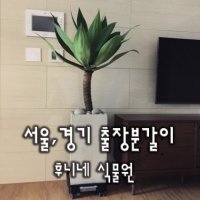 화분 분갈이 출장 공기정화식물 추천 후니네식물원