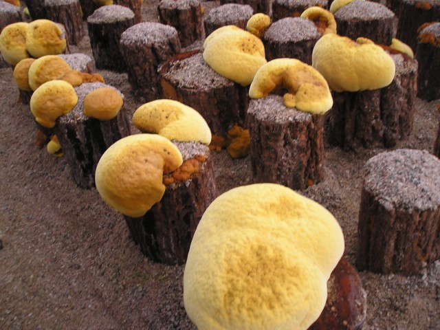 [젊은농사꾼] 국산 장수상황<b>버섯</b> 전통 자연산 자연재배 1개월분 (다년산 최상품)