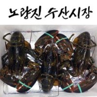 JUMBO 점보 랍스타 2kg(최상급)(선어)/노량진수산시장