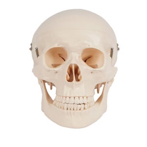 인체모형 두개골 모형 교육 실습 교구 교육용 실습용 (뇌 비포함)