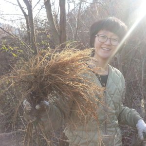 국내산 유기농 볶은 우슬 뿌리