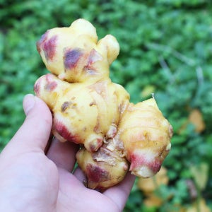 25년 수확 생강 햇생강 특상품 1kg 영주 봉화