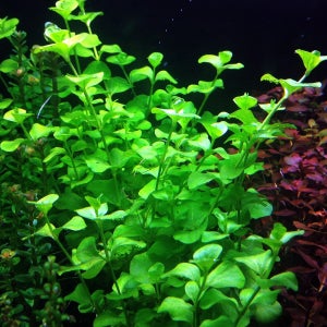 미미네아쿠아 물속 수초 리시마키아 3줄기 - (키우기 쉬운 초보자수초)