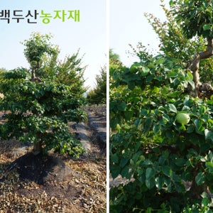 모과나무 1호 정원수 조경수 모과열매 과실수