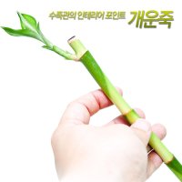 [활착/구근/부상] 개운죽 30cm [2개]